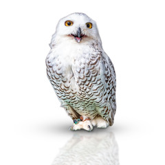 Snowy owl isolated on white background. with clipping paths.