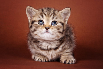 Cute fluffy ginger tabby kitten