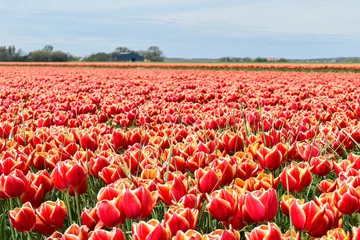 Fotobehang tulip field in Holland © AnastasiiaValerievn