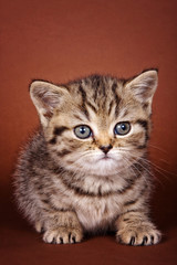 Fototapeta na wymiar Cute fluffy ginger tabby kitten