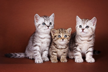 Fototapeta na wymiar Three cute british tabby kittens