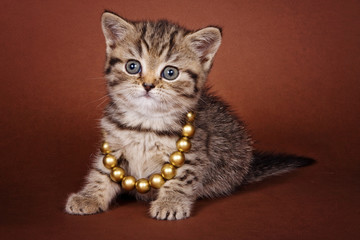 Fototapeta na wymiar British red tabby kitten with beads