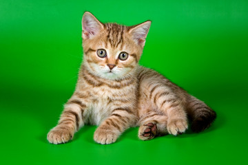 Fluffy cute ginger tabby kitten