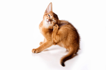 Red kitten abyssinian cat plays scratches ear (isolated on white)