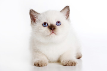 Fototapeta na wymiar White fluffy kitten of british cat (isolated on white)