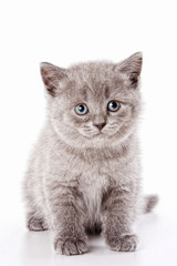 Gray cat (isolated on white)