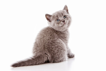 Gray cat (isolated on white)