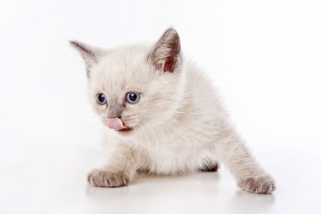 White fluffy kitten of a British cat meows and licks (isolated on white)