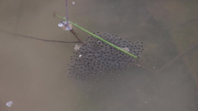 Floating eggs of the wood frog, Lithobates sylvaticus or Rana sylvatica, attached to a submerged stem in an urban stream in Raleigh, North Carolina