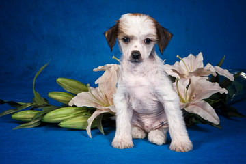 Chinese Crested Dog puppy with a bouquet of flowers