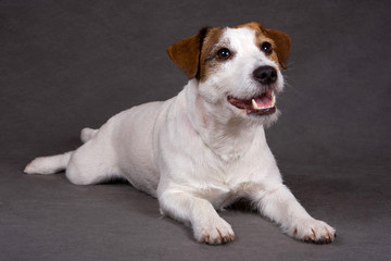 Jack Russell Terrier on a gray background