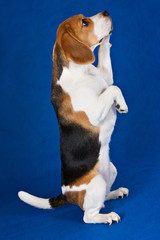 Beagle dog stands on its hind legs and plays