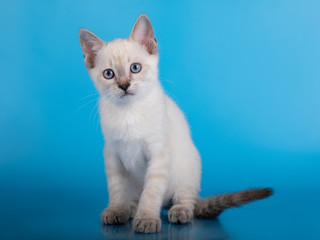 Fototapeta na wymiar little tabby kitten on a blue background