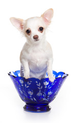 Chihuahua dog in a blue vase (isolated on white)