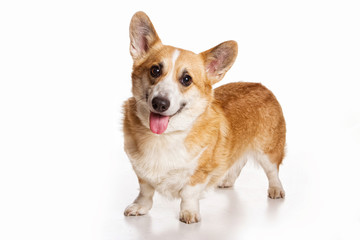 Welsh corgi pembroke redhead dog (isolated on white)