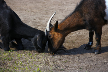Two goats are greedily nibbling the last of the grass in the pasture. Fight for food and animal...