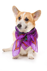welsh corgi pembroke dog in a scarf (isolated on white)