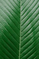 Texture of a green leaf as background