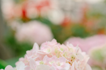 Spring border background with pink Flower