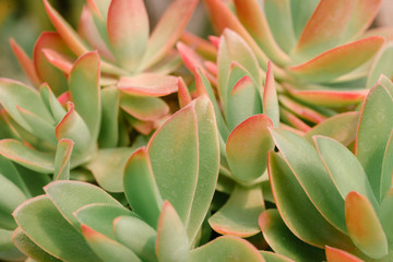 Sedum reflexum or Sedum rupestre, also known as reflexed stonecrop, Jenny's stonecrop, blue...