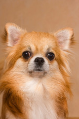 Portrait of ginger chihuahua dog