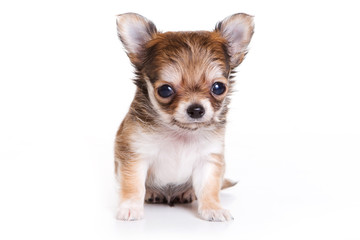 Cute chihuahua puppy (isolated on white)