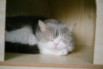 Naklejka premium Cat lies in box on wooden background. Fluffy pet is going to sleep there.