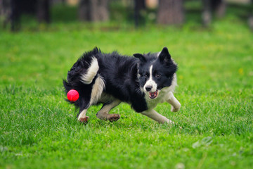 Border Collie dog runs along the grass for a toy