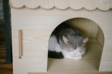 Naklejka premium Cat lies in box on wooden background. Fluffy pet is going to sleep there.