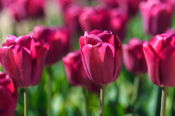 Fototapeta premium Closeup of pink tulips flowers with green leaves in the park outdoor.