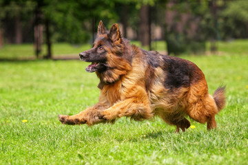 Long-haired German shepherd runs along the grass for a toy