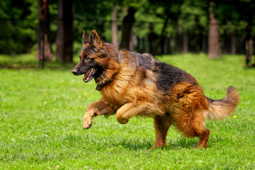 Long-haired German shepherd runs along the grass for a toy