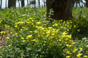 Yellow wildflowers in spring forest