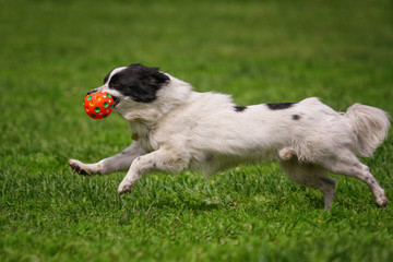 White little dog runs after a toy on the grass