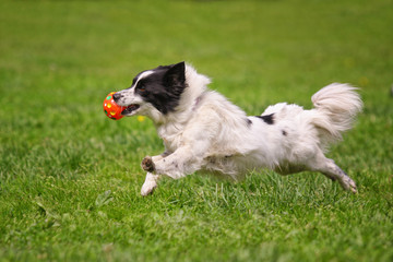 Obraz premium White little dog runs after a toy on the grass
