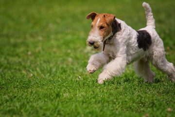Dog Fox Terrier runs after a toy on the grass