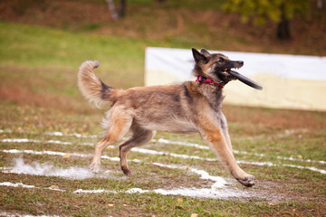 Belgian Shepherd Catches Frisbee on the Field in Autumn