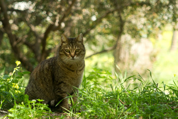 Naklejka na ściany i meble Tabby cat among green grass
