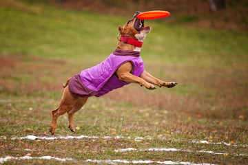 Pit bull terrier catches frisbee on the field in autumn