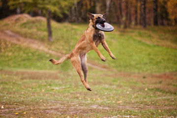 Belgian Shepherd Catches Frisbee on the Field in Autumn