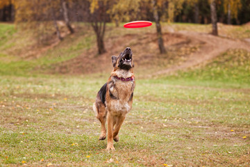 German shepherd dog catches a Frisbee in the autumn in the field
