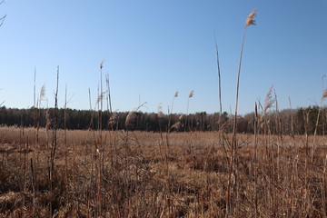 Rezerwat przyrody Grabicz © Monika