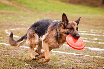 German shepherd dog catches a Frisbee in the autumn in the field