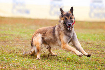 Belgian Shepherd Catches Frisbee on the Field in Autumn