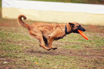 Belgian Shepherd Catches Frisbee on the Field in Autumn
