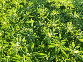 Fenugreek plant of flowering stage.green Fenugreek in the field.green methi.Methi leaves or fenugreek leaves.Fresh Green Fenugreek Leaves background with flowers. White flowers in the vegetable garden