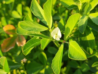Fenugreek plant of flowering stage.green Fenugreek in the field.green methi.Methi leaves or fenugreek leaves.Fresh Green Fenugreek Leaves&nbsp;background with flowers. White flowers in the vegetable garden