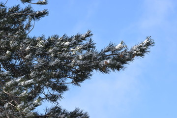 Beautiful nature, outdoor winter, background