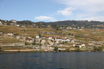 Fototapeta premium Vineyards of the region of the Lavaux in Switzerland