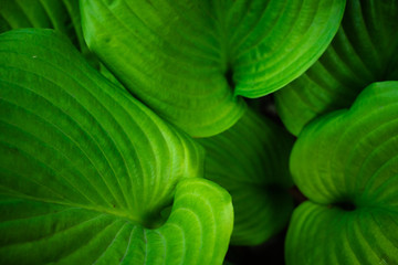Obraz premium Green background with large spade leaves of garden flower with deep textured veins.
